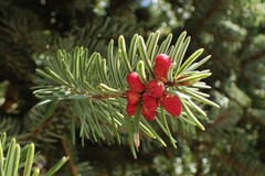 Abies homolepis