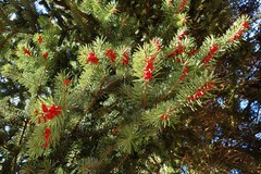 Abies homolepis
