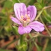 Geranium magellanicum - Photo 由 M. Torre Jorgenson 所上傳的 (c) M. Torre Jorgenson，保留部份權利CC BY-NC