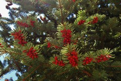 Abies homolepis