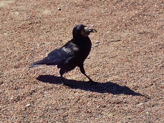 Corvus frugilegus