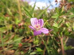 Geranium magellanicum