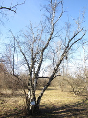 Betula raddeana