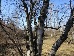 Betula raddeana