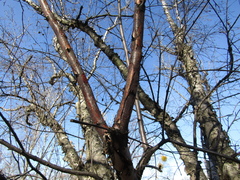 Betula raddeana