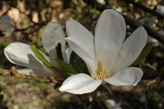 Magnolia loebneri