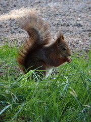 Sciurus vulgaris