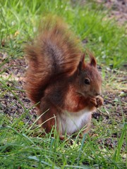 Sciurus vulgaris