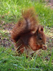 Sciurus vulgaris