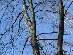 Betula × aurata