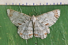 Epimecis anonaria