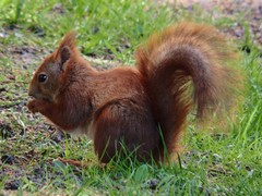 Sciurus vulgaris