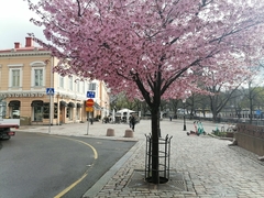 Prunus