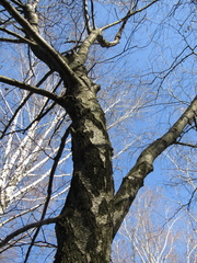 Betula × aurata