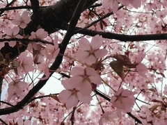 Prunus