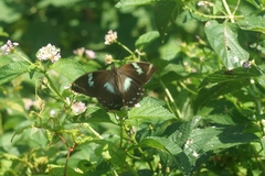 Papilio manlius