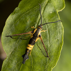 Synanthedon kathyae