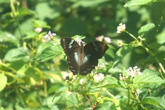 Papilio manlius