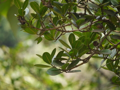 Calophyllum apetalum