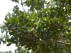 Calophyllum apetalum