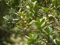 Calophyllum apetalum
