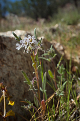 Phacelia mohavensis
