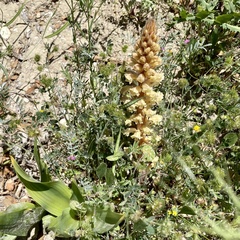 Orobanche amethystea amethystea