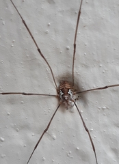 Dasylobus argentatus