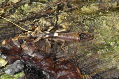 Pygidicranidae