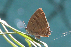 Arhopala eupolis