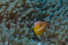 Amphiprion perideraion