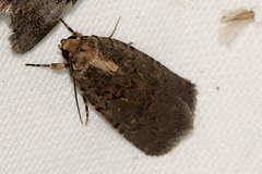 Proteuxoa nyctereutica