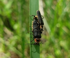 Atalantycha dentigera