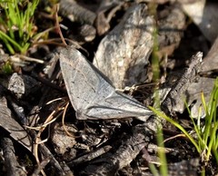 Taxeotis reserata