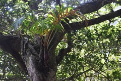 Pinanga dicksonii