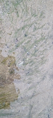 Zostera muelleri