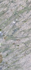 Zostera muelleri