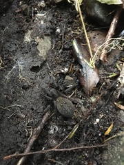 Uliodon albopunctatus