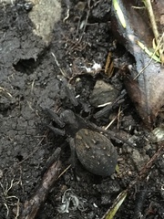 Uliodon albopunctatus