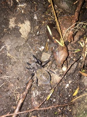 Uliodon albopunctatus