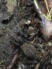 Uliodon albopunctatus