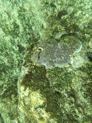 Montipora flabellata
