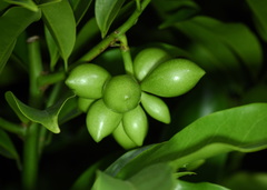 Artabotrys hexapetalus