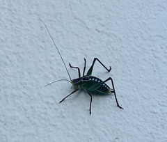 Poecilimon cretensis