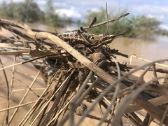 Monistria pustulifera