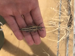 Monistria pustulifera