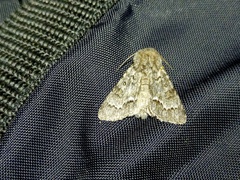 Acronicta menyanthidis