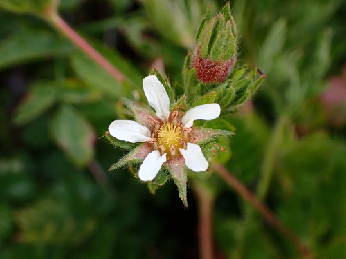 Image of Horkelia californica by (c) Cricket Raspet, some rights reserved (CC BY)