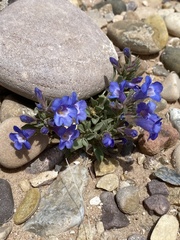Penstemon dolius