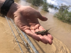 Monistria pustulifera